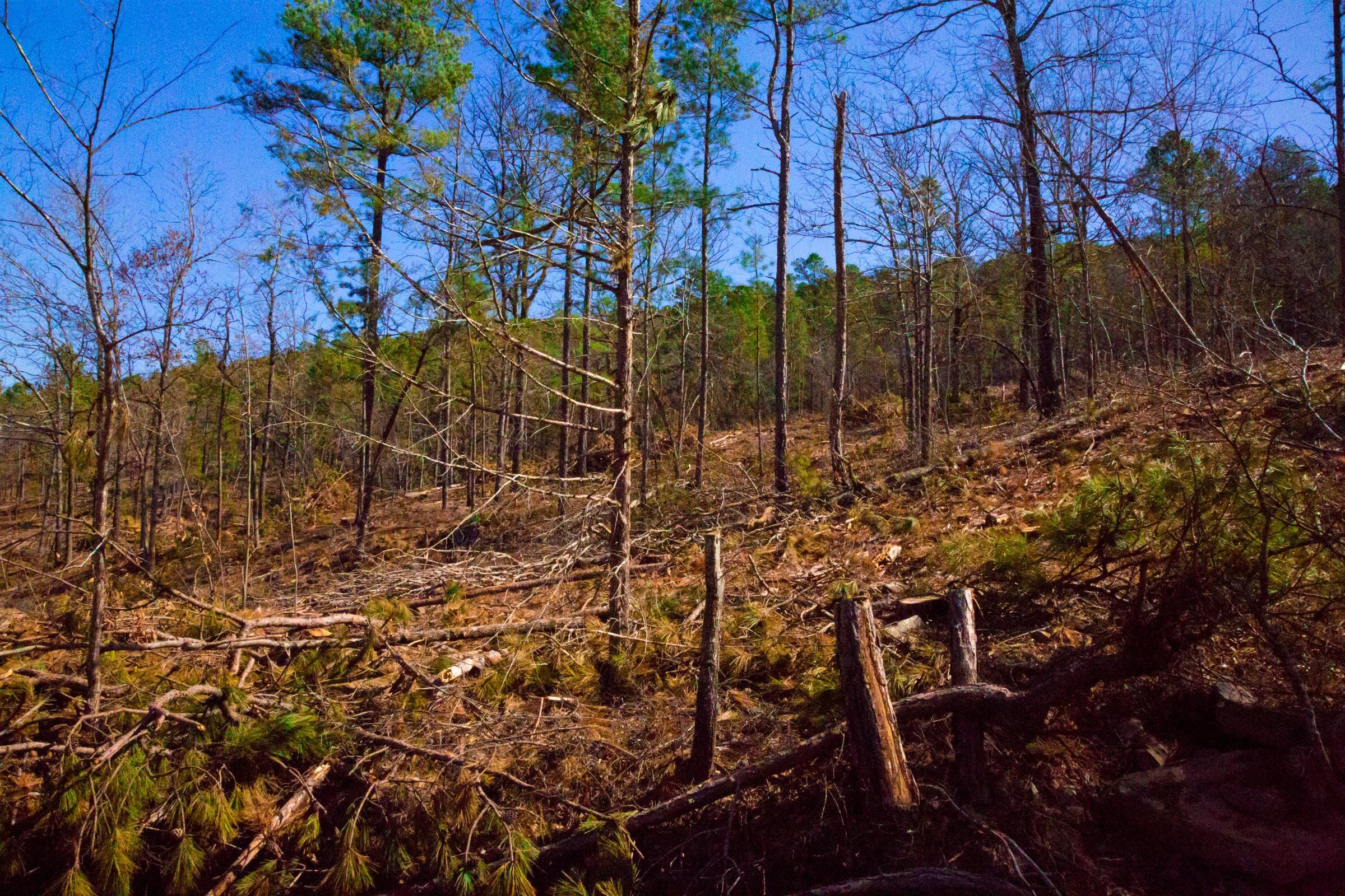 Stone Creek Phase II Tract 201 photo 7