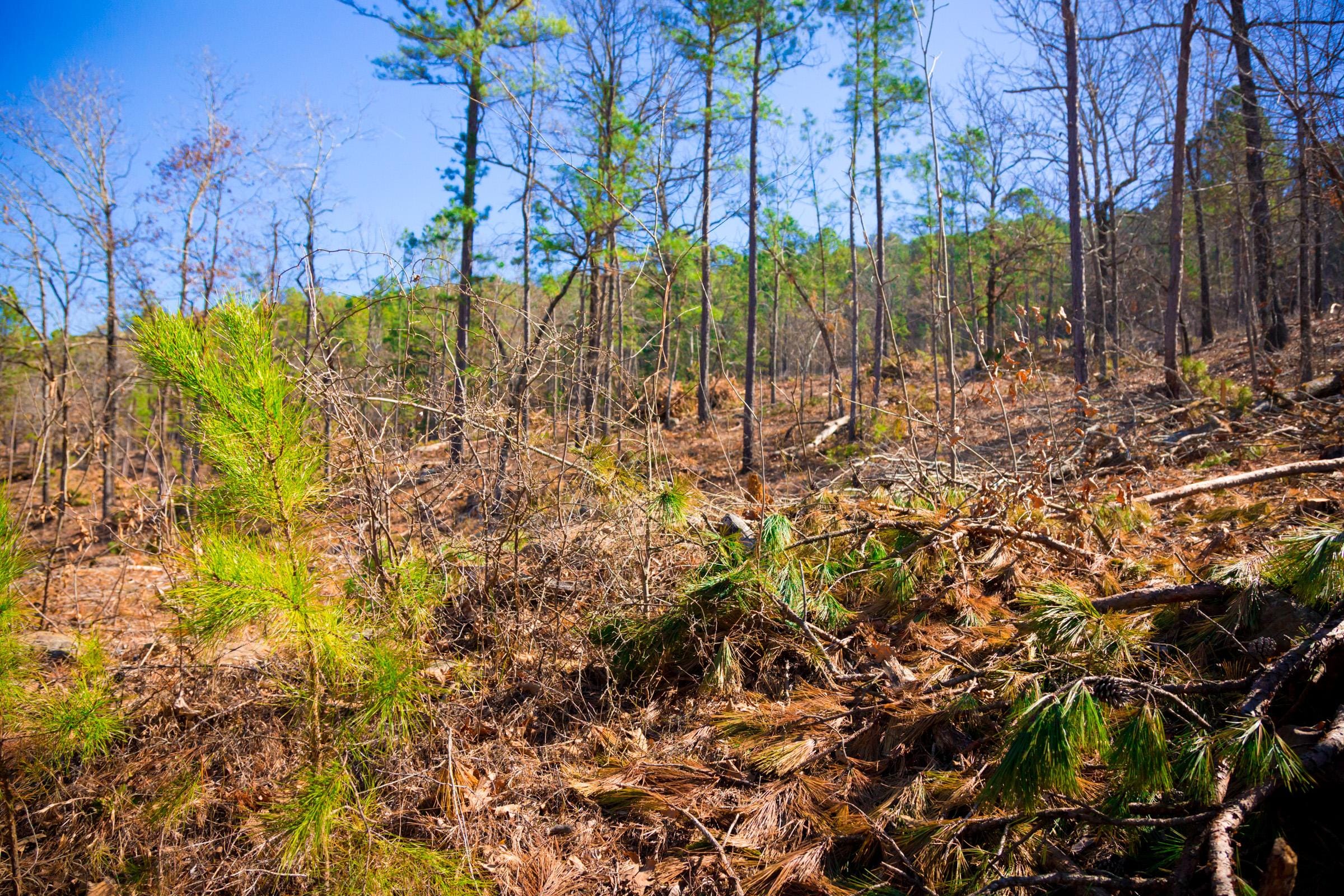Stone Creek Phase II Tract 201 photo 9