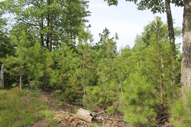Trophy Ridge Phase III Tract 5 photo 2