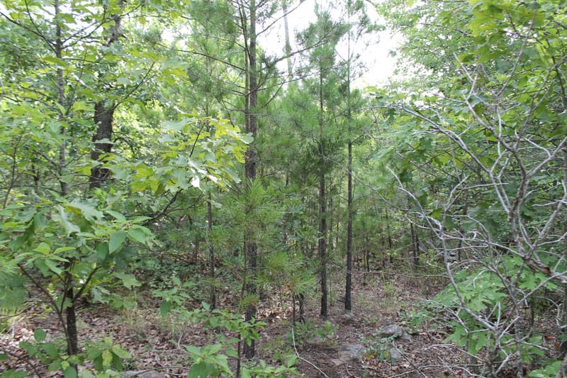 Trophy Ridge Phase III Tract 5 photo 3