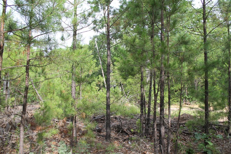 Trophy Ridge Phase III Tract 5 photo 4