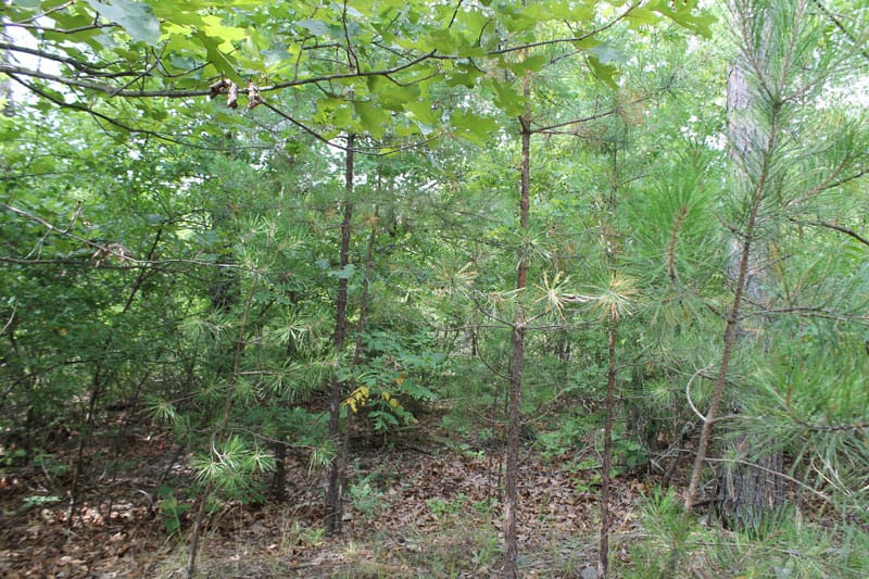 Trophy Ridge Phase III Tract 5 photo 5