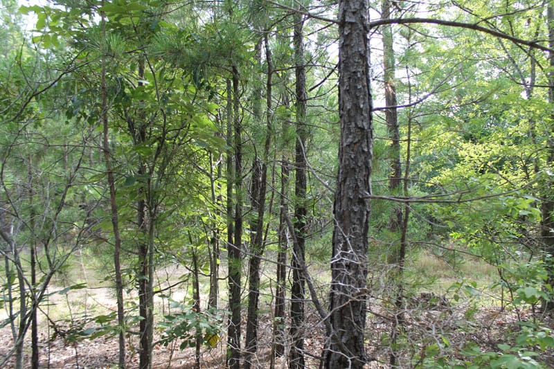 Trophy Ridge Phase III Tract 5 photo 6