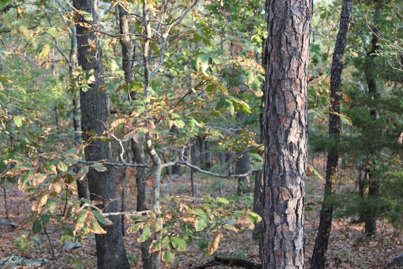 Lake View Ranch Tract 36 photo 4