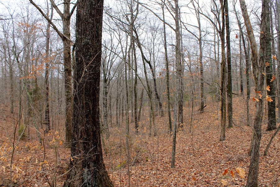 The Tennessean Tract 13 photo 7