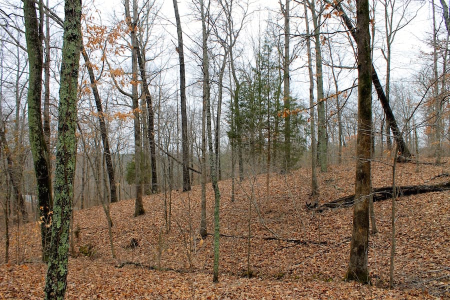 The Tennessean Tract 13 photo 9