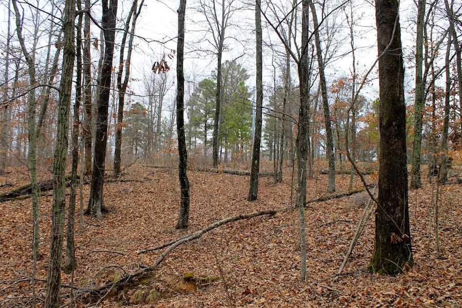 The Tennessean Tract 13 photo 10
