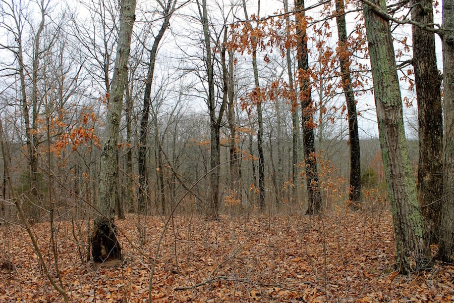 The Tennessean Tract 13 photo 12