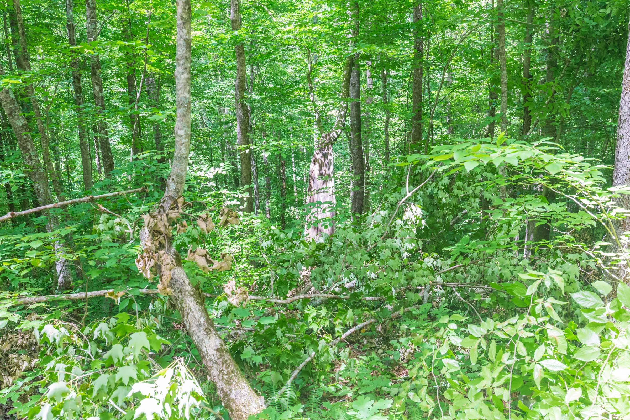 River’s Edge Tract 17 photo 3