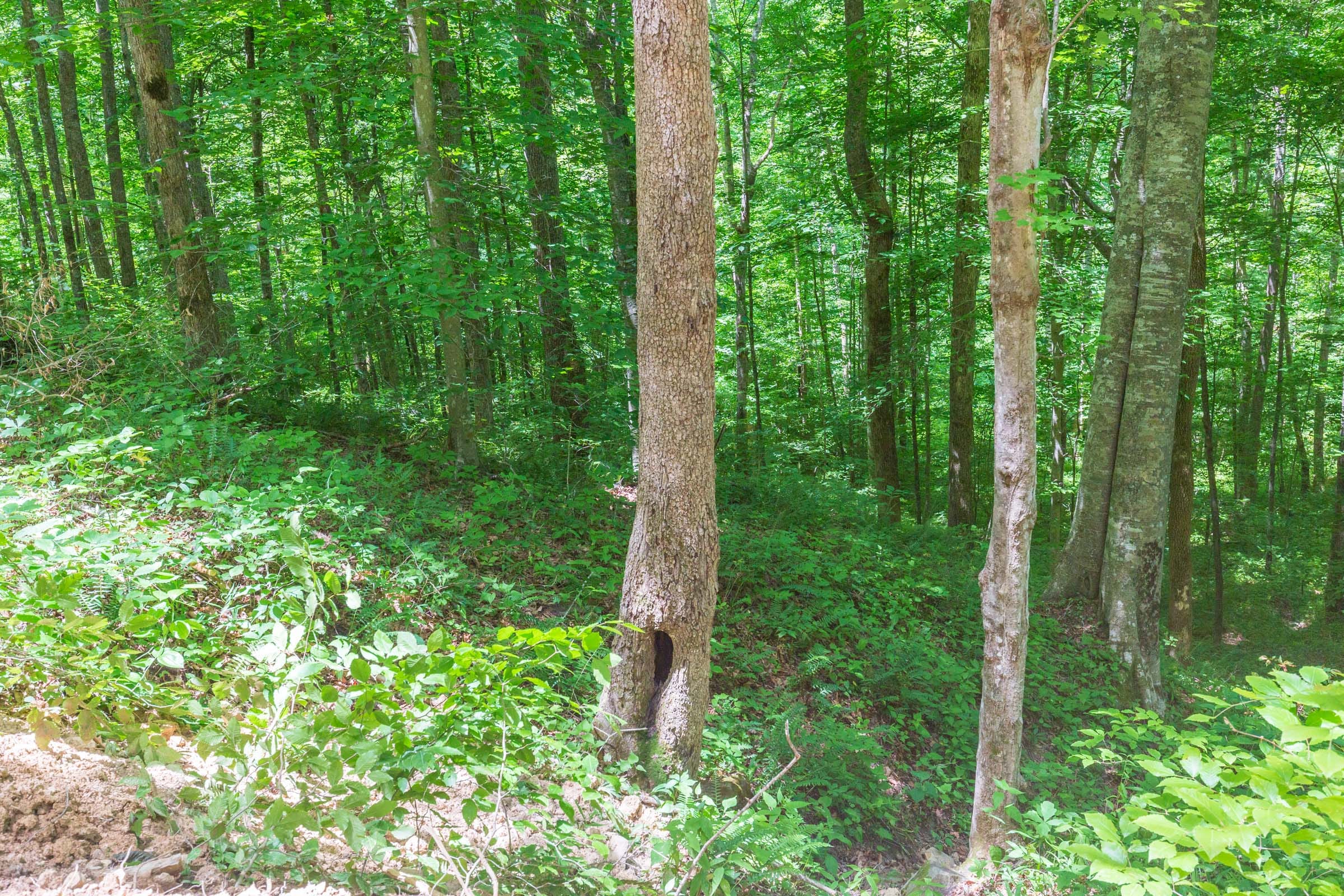 River’s Edge Tract 17 photo 4