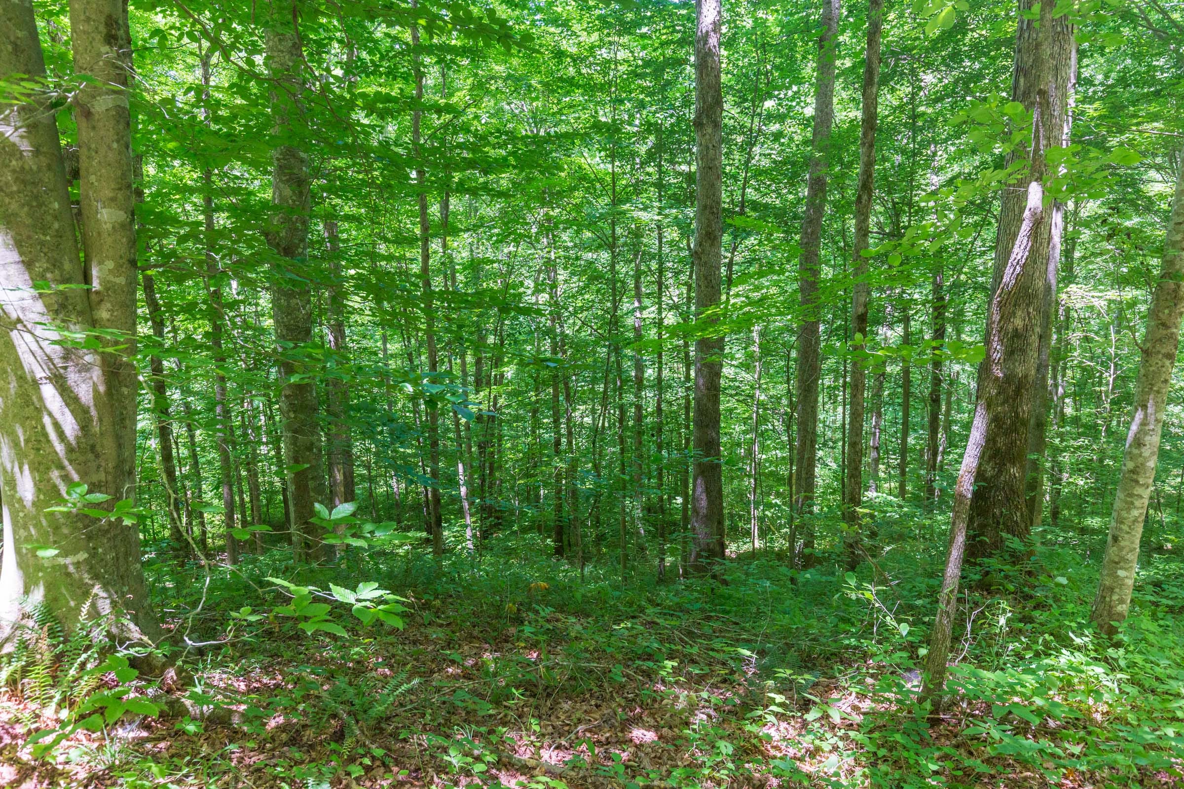 River’s Edge Tract 17 photo 7