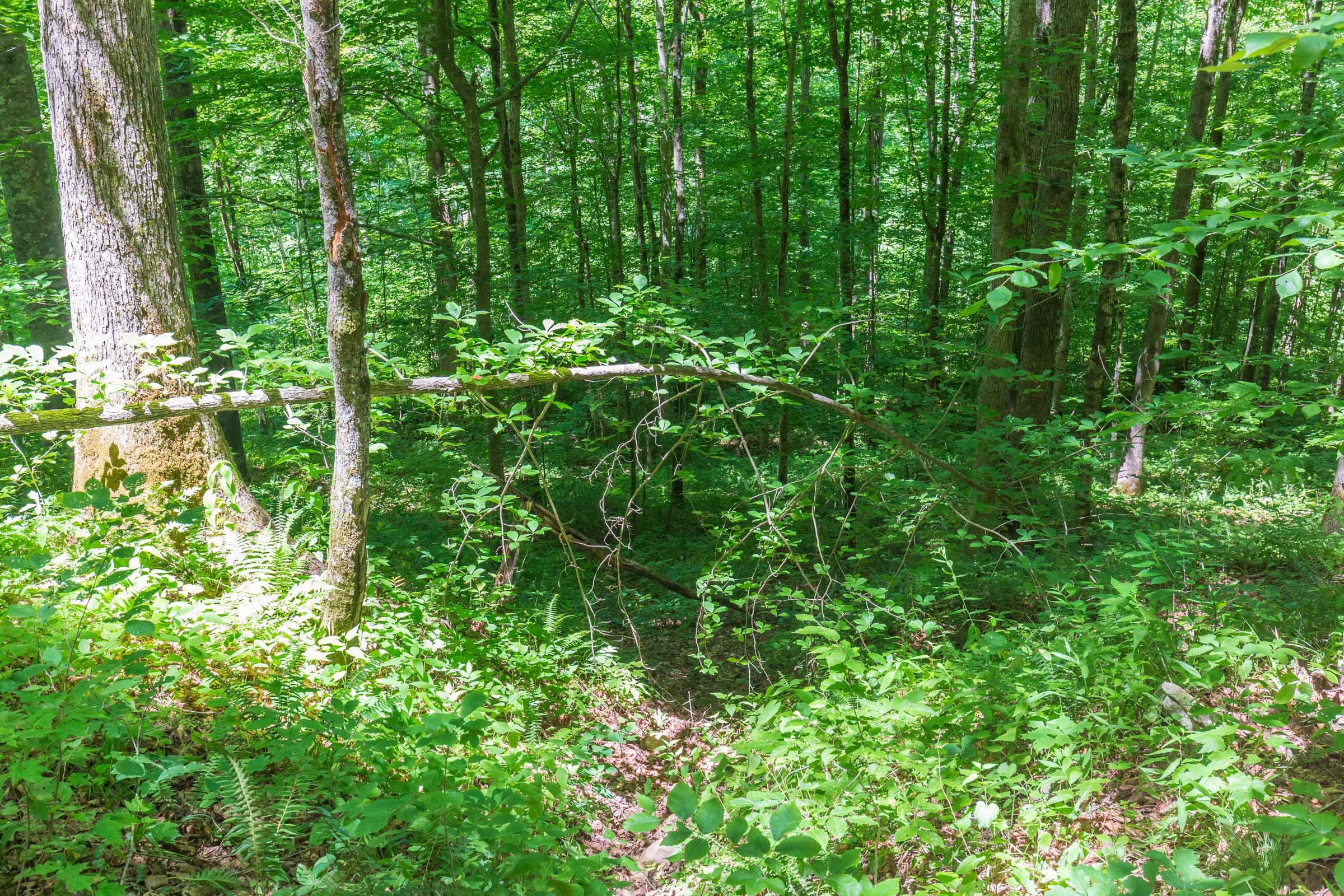 River’s Edge Tract 17 photo 9