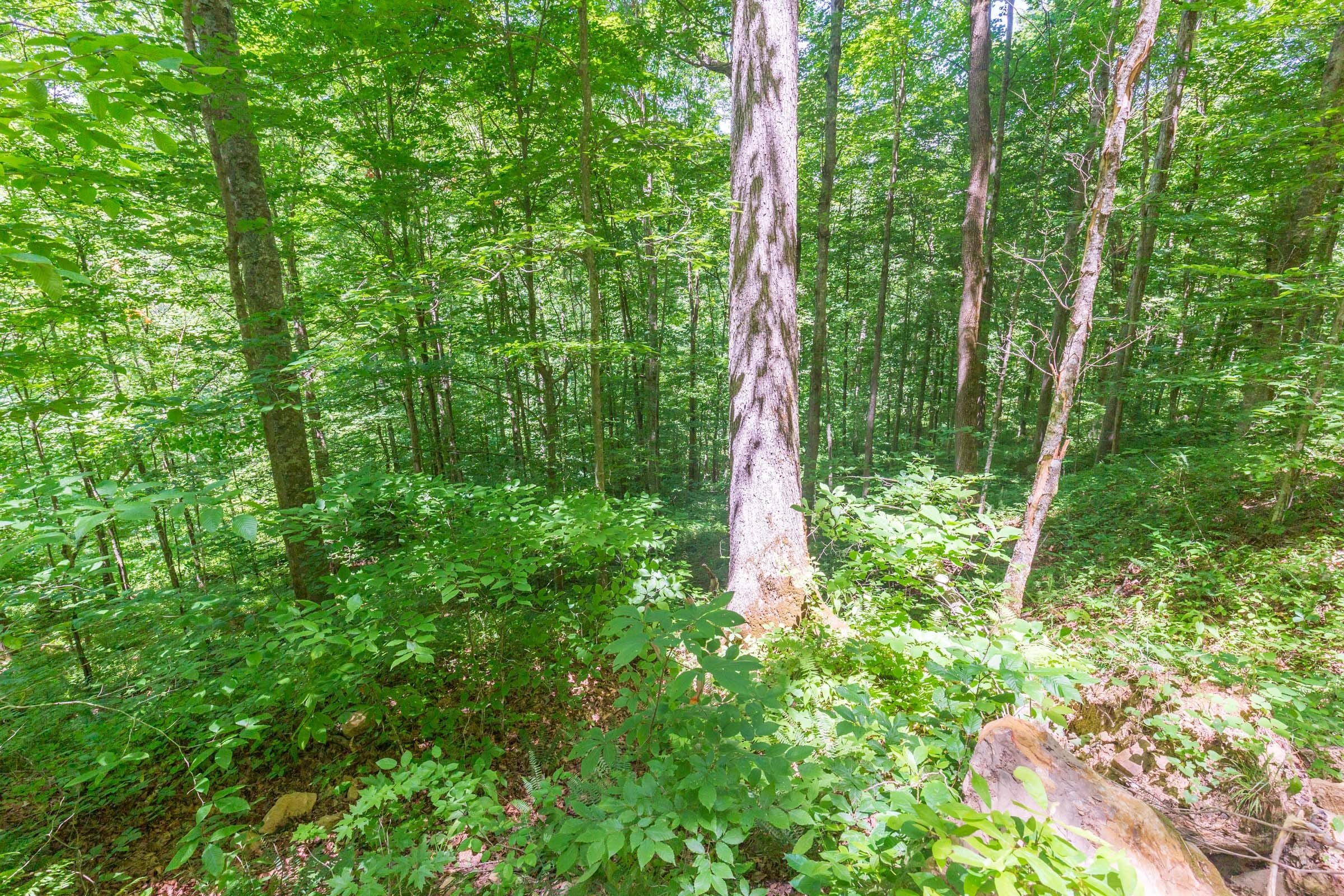 River’s Edge Tract 17 photo 2