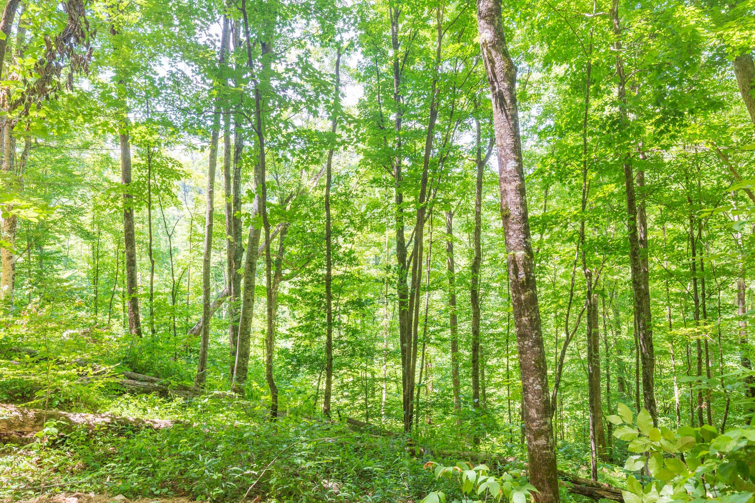 River’s Edge Tract 17 photo 10