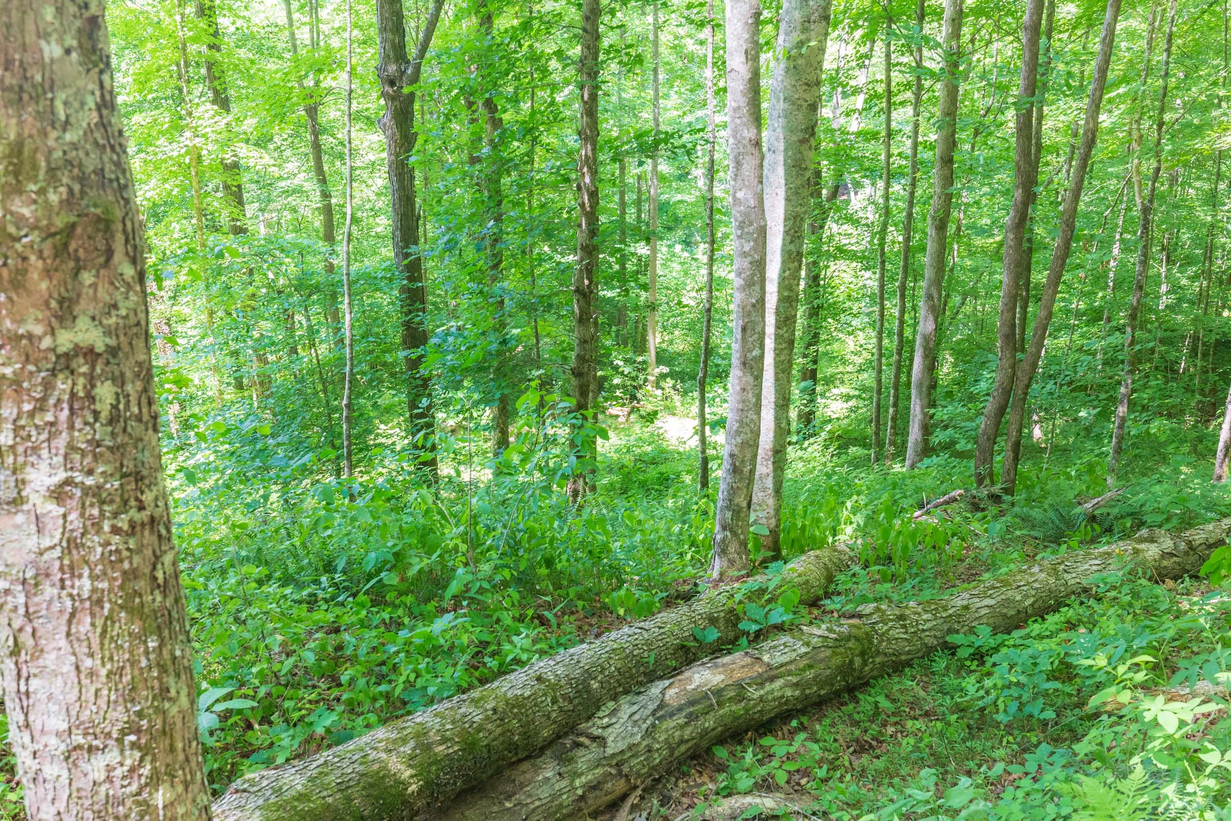 River’s Edge Tract 17 photo 11