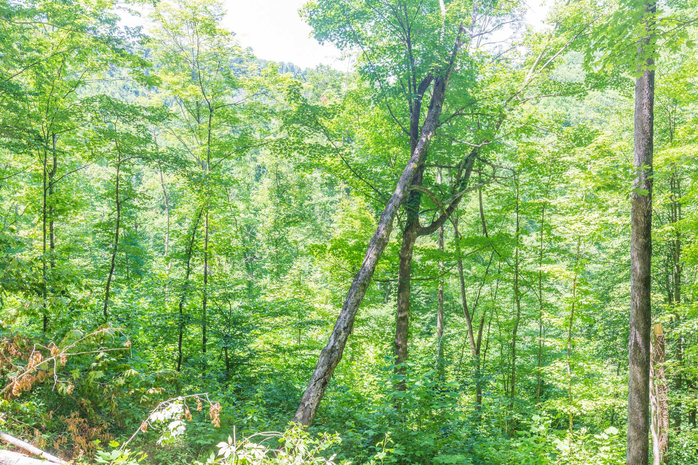 River’s Edge Tract 17 photo 12
