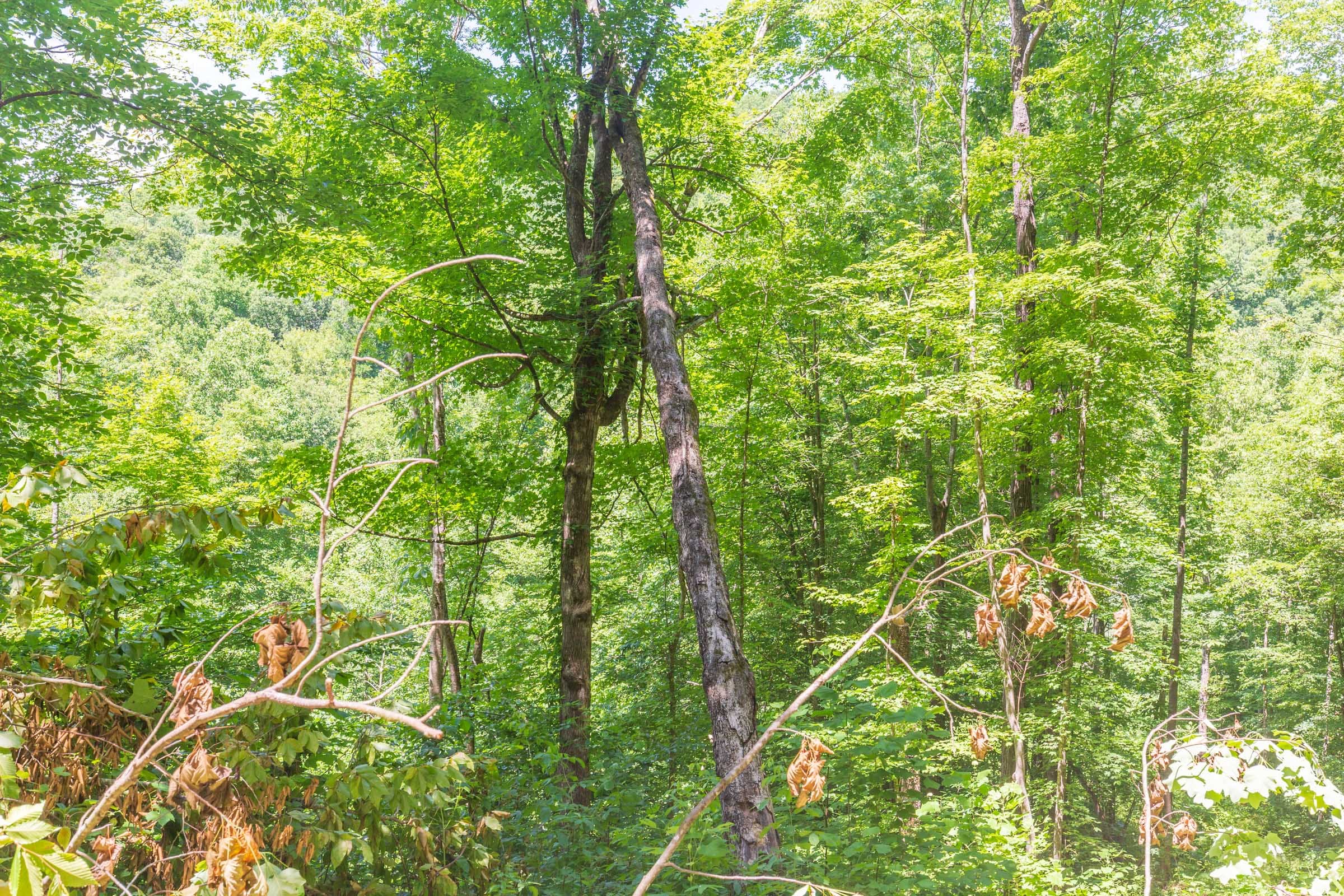 River’s Edge Tract 17 photo 13