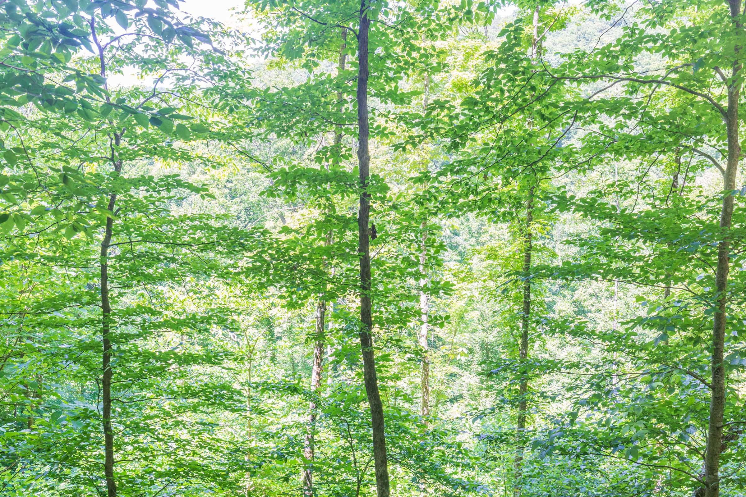 River’s Edge Tract 17 photo 14