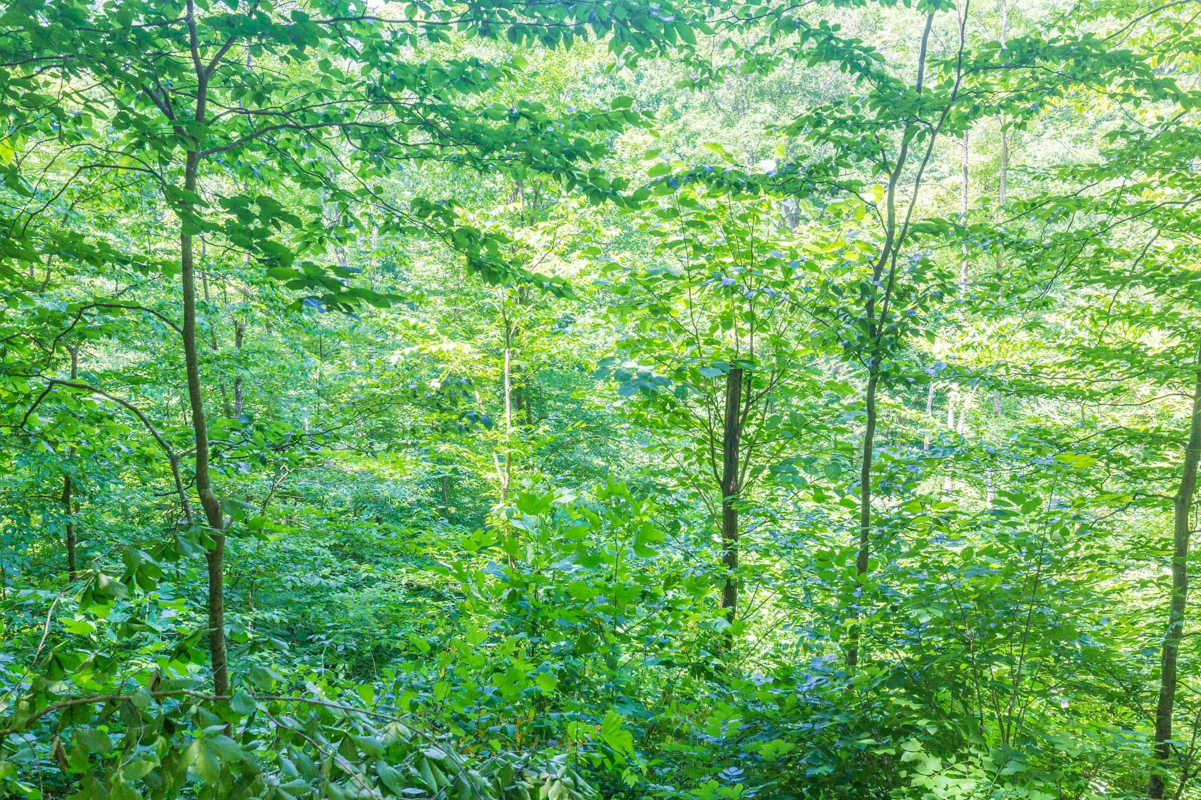 River’s Edge Tract 17 photo 15