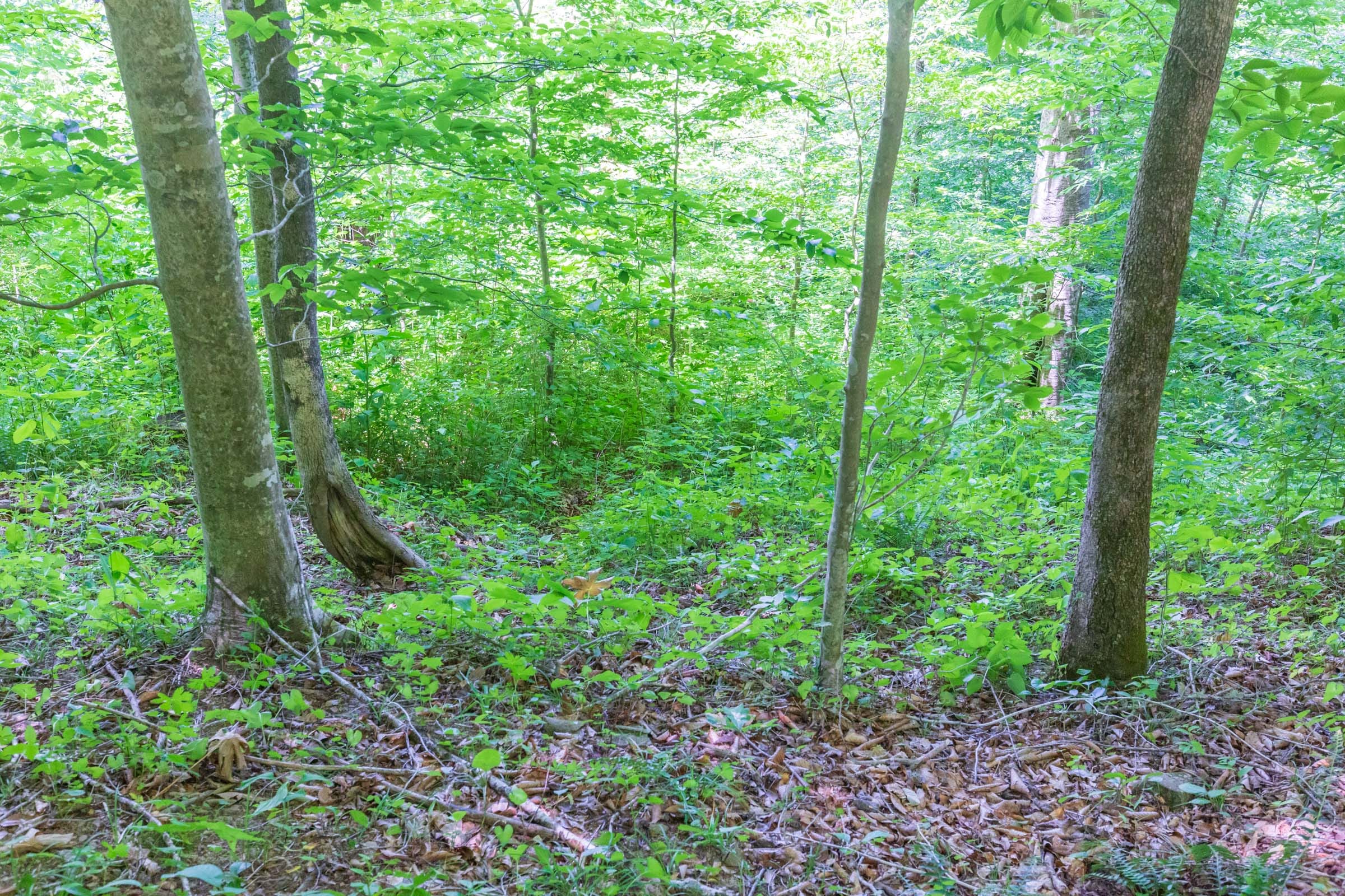 River’s Edge Tract 17 photo 16