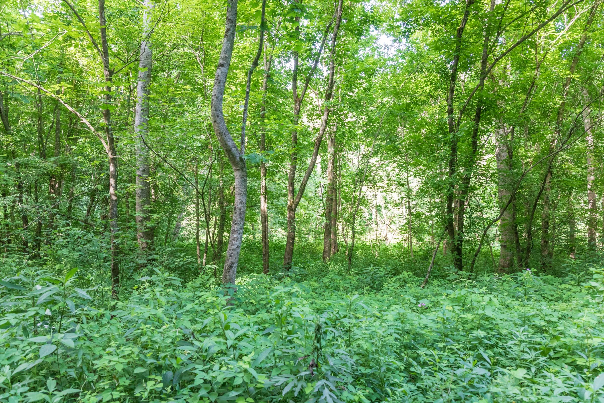 River’s Edge Tract 17 photo 17