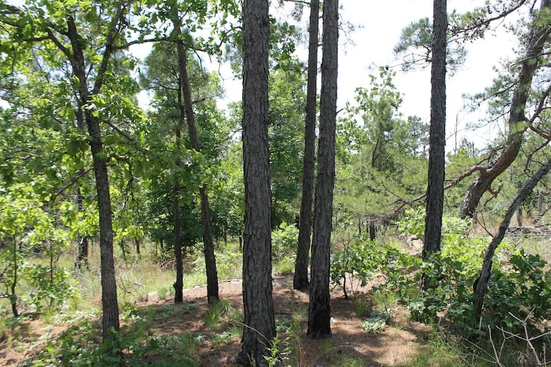 Indian Ridge – Phase II Tract 30 photo 4