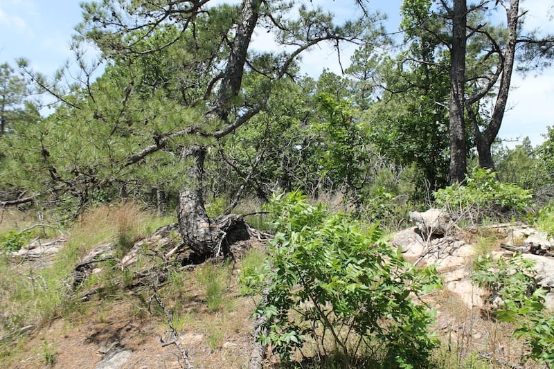 Indian Ridge – Phase II Tract 30 photo 5