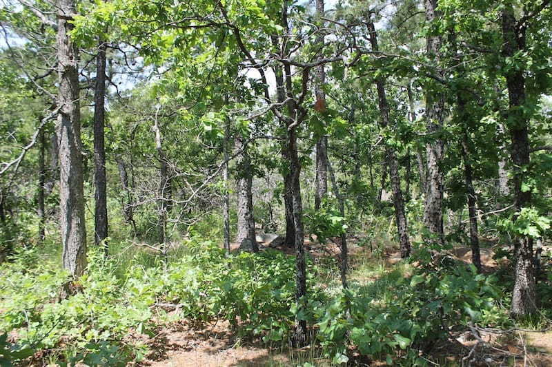 Indian Ridge – Phase II Tract 30 photo 9