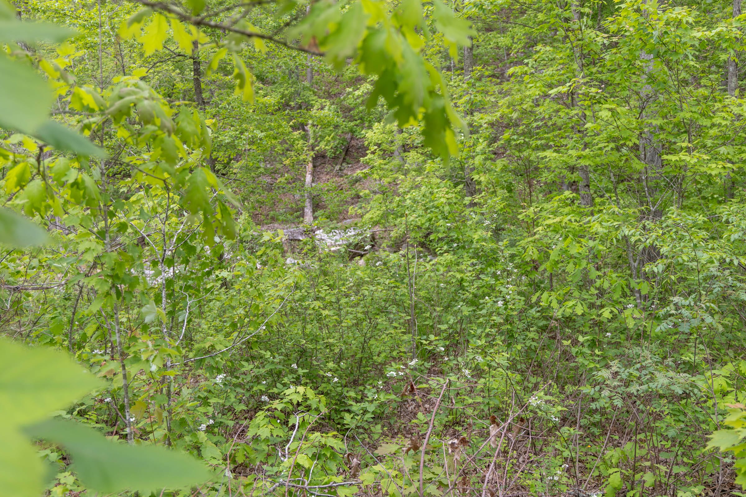 Sleepy Hollow Phase II Tract 98 photo 7