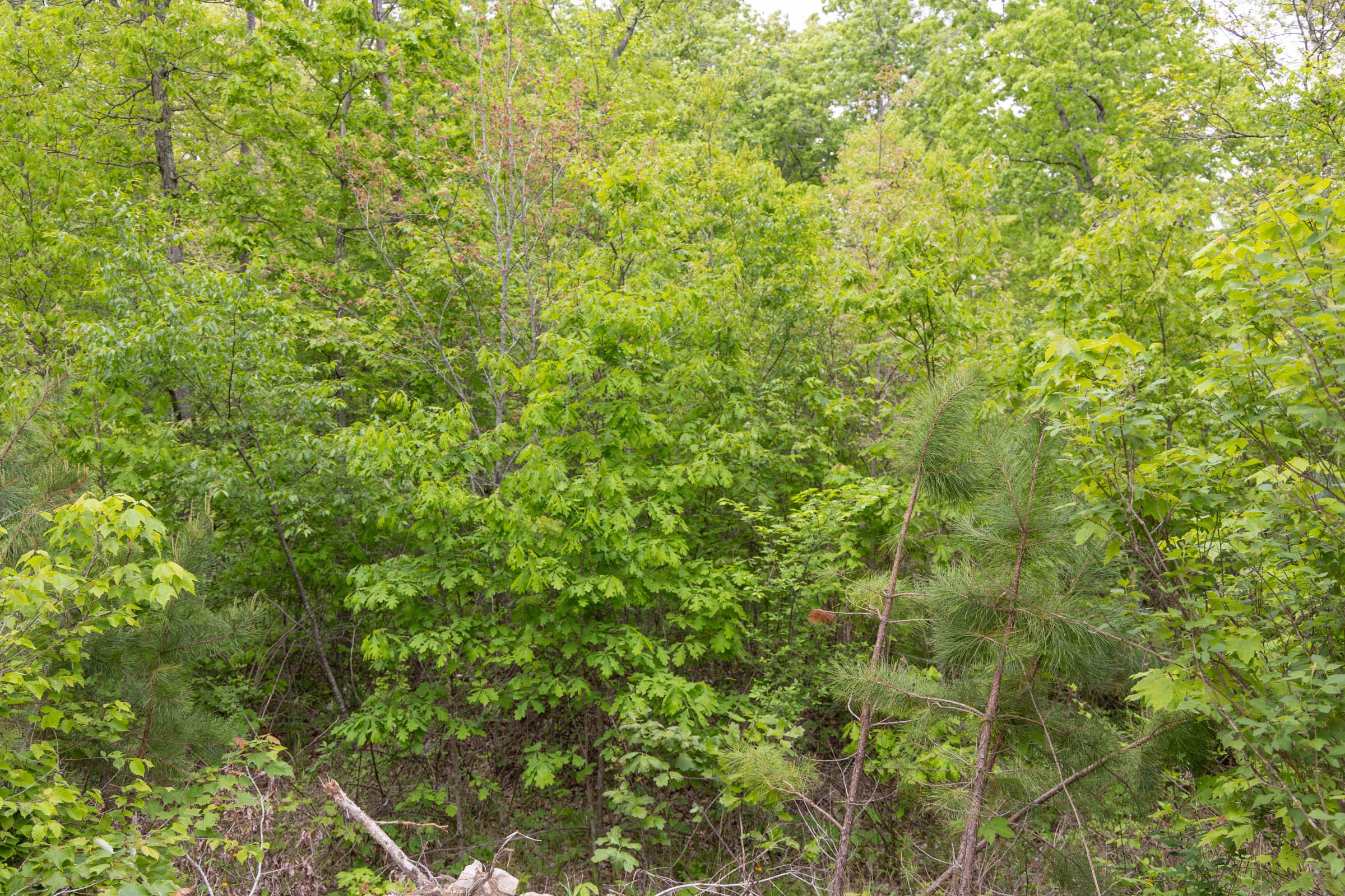 Sleepy Hollow Phase II Tract 98 photo 5