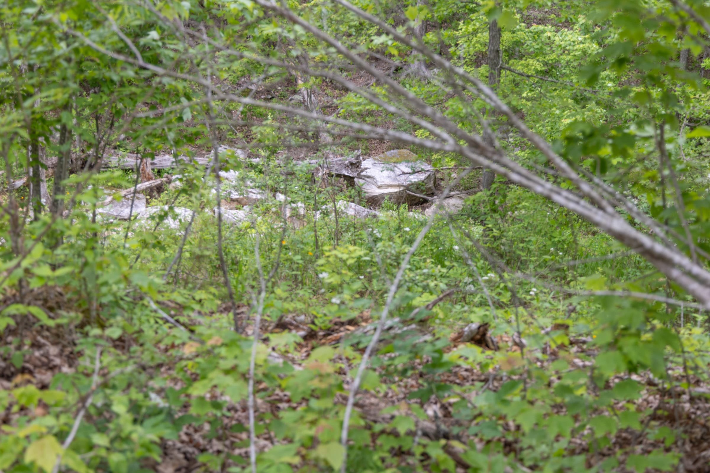 Sleepy Hollow Phase II Tract 98 photo 4