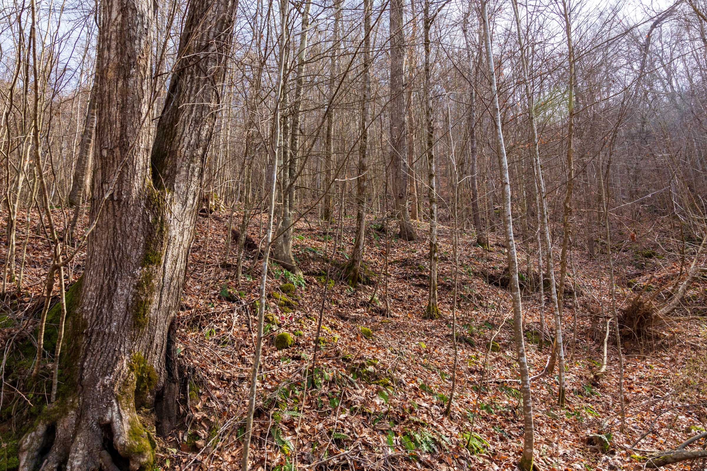 Blackstone Mountain Phase II Tract 62 photo 8