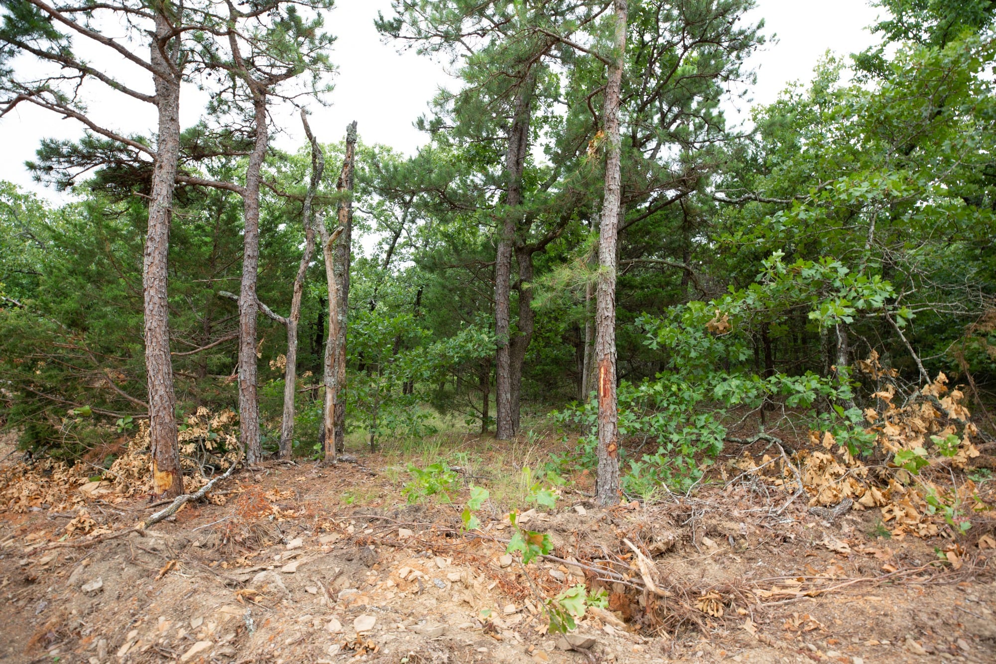 Eagle’s Nest Tract 76 photo 10
