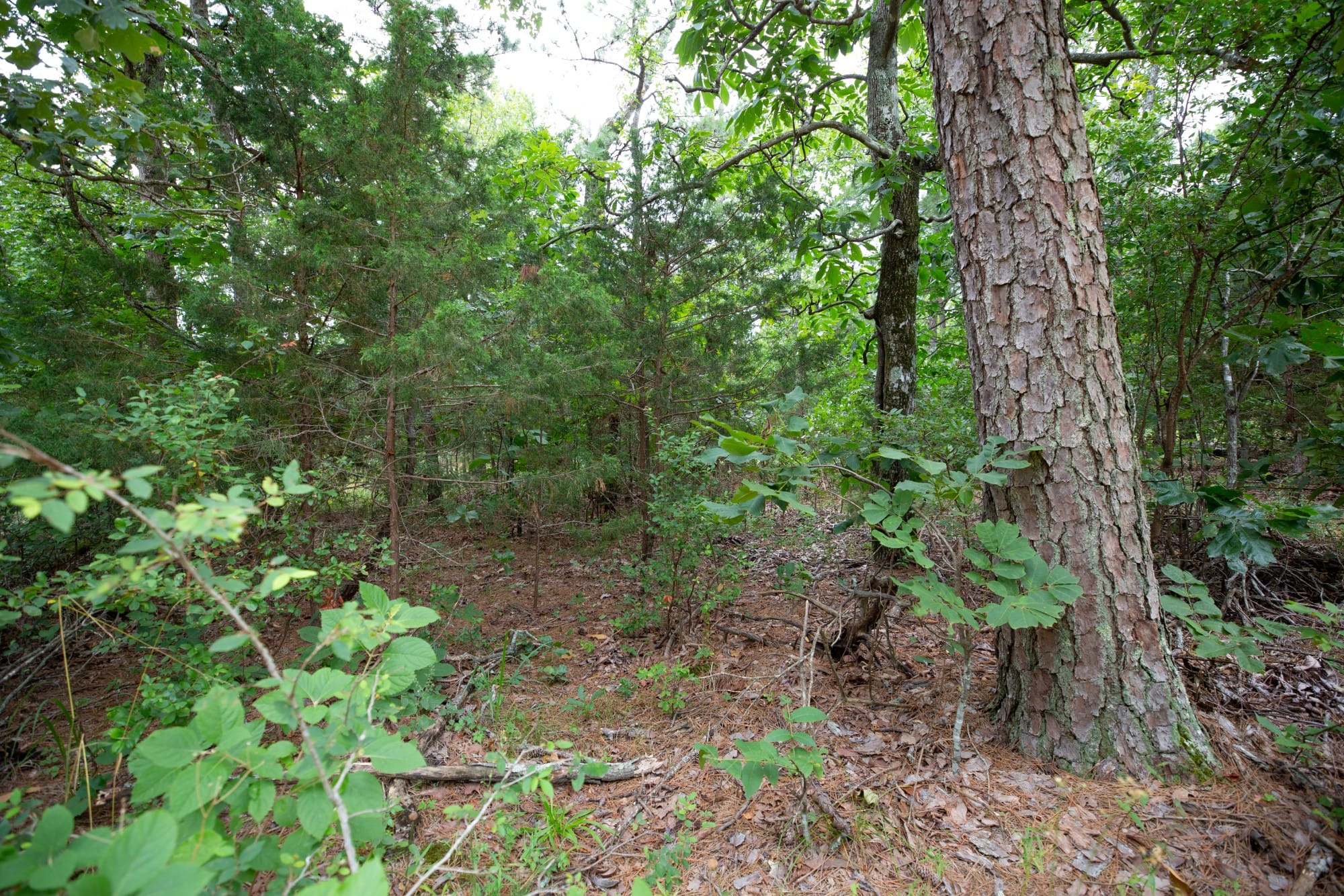 Eagle’s Nest Tract 76 photo 12