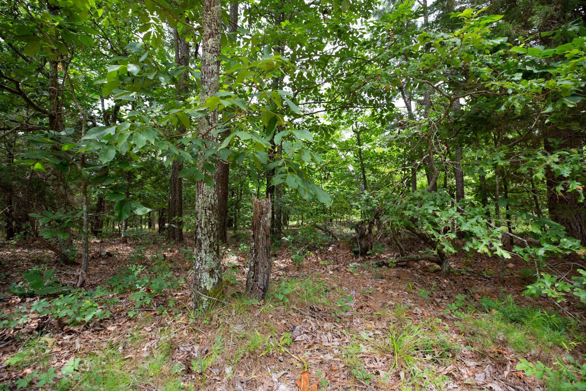 Eagle’s Nest Tract 76 photo 13