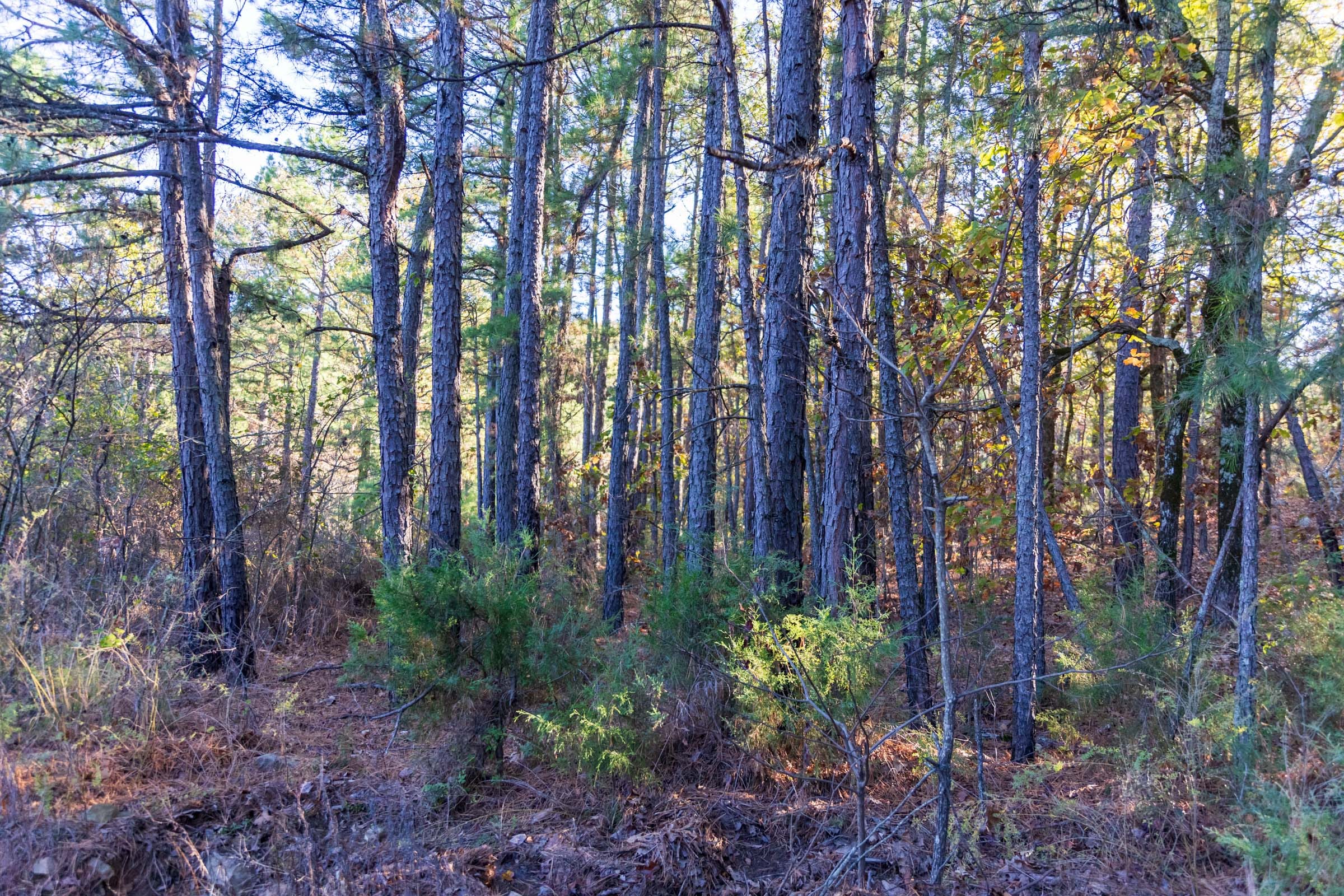 Stone Bridge Reserve Tract 31 photo 10