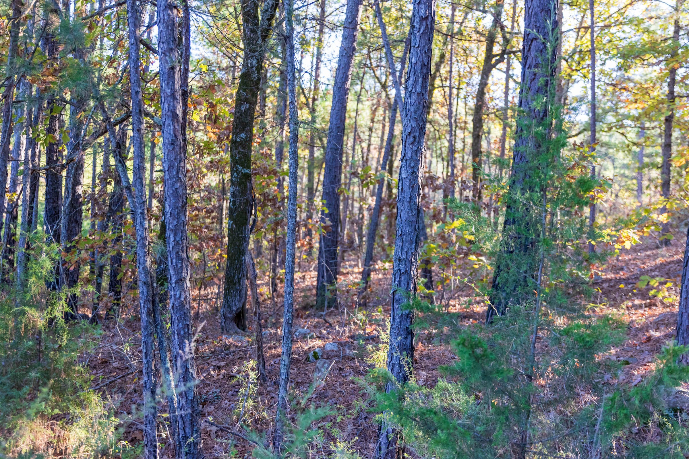 Stone Bridge Reserve Tract 31 photo 12