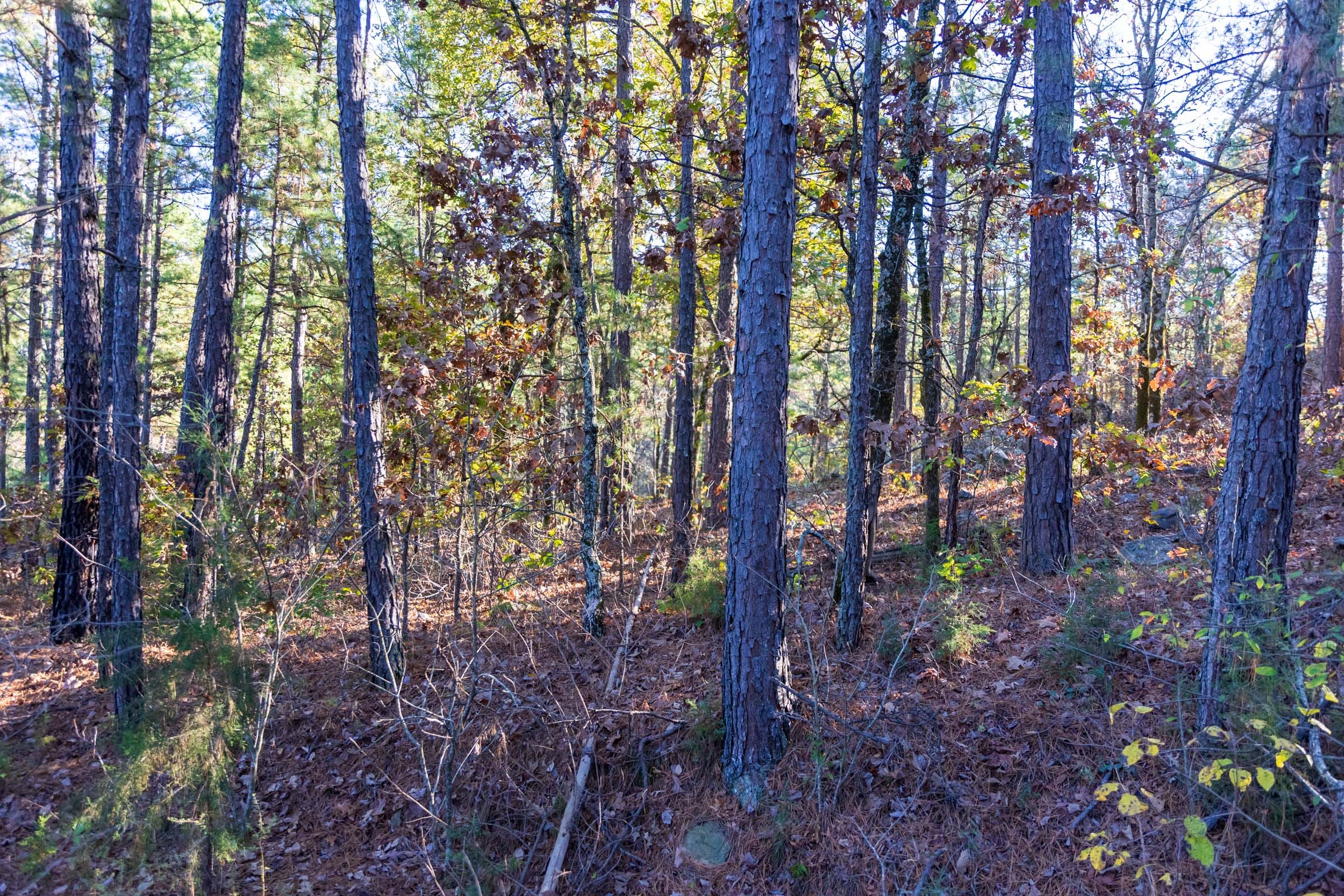 Stone Bridge Reserve Tract 31 photo 8