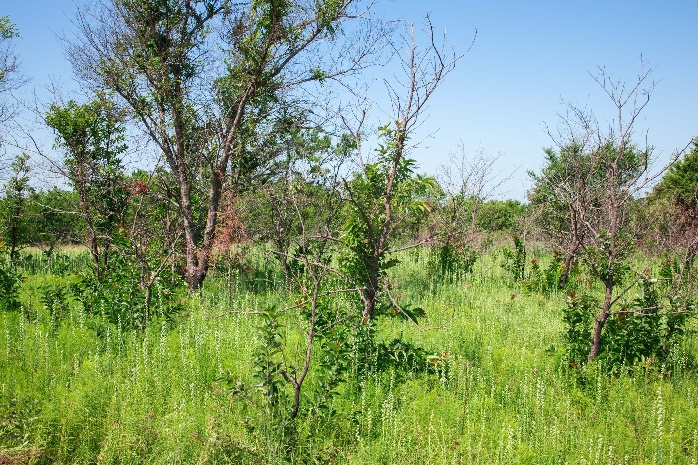 Deep Fork Ranch Tract 17 photo 1