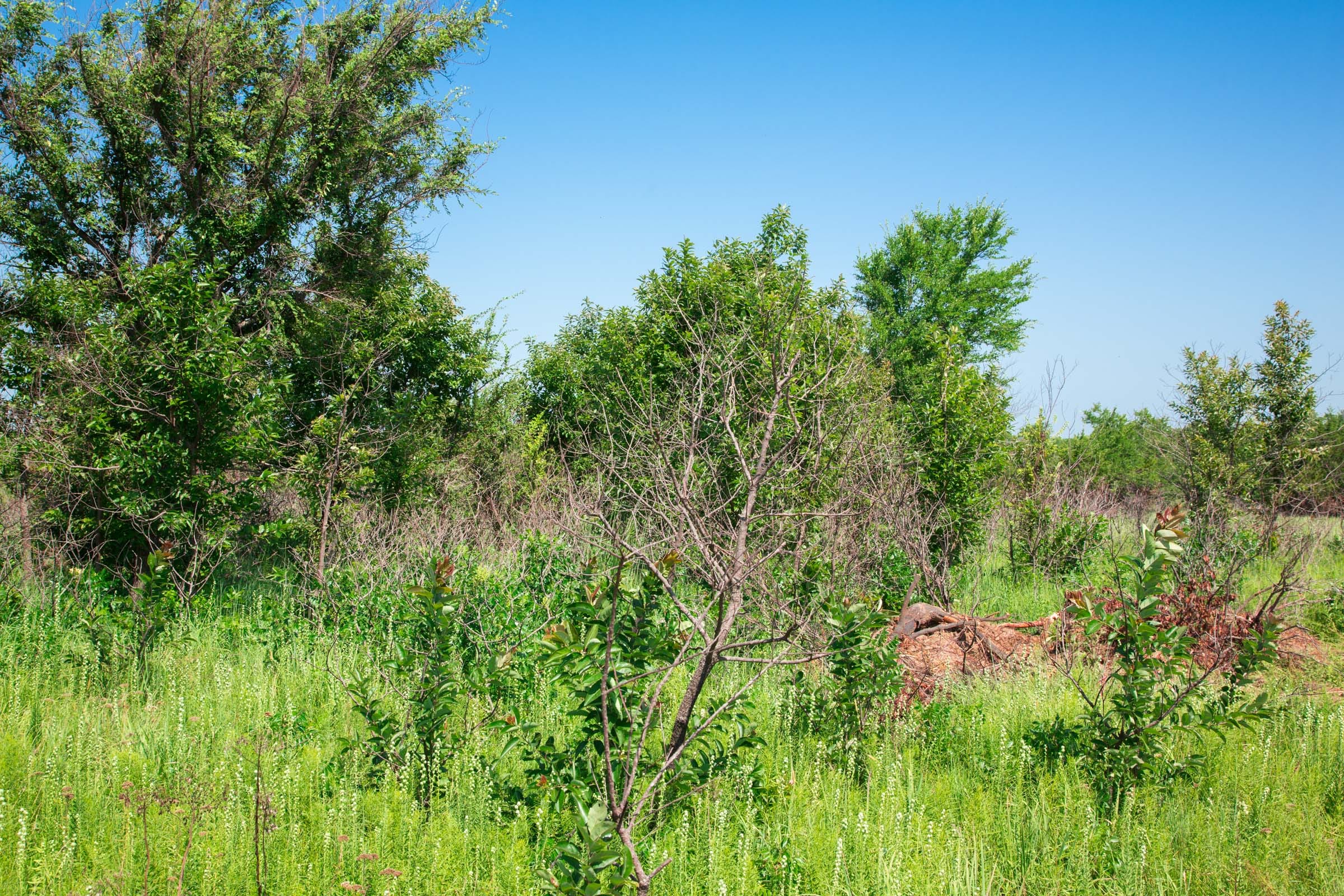 Deep Fork Ranch Tract 17 photo 3