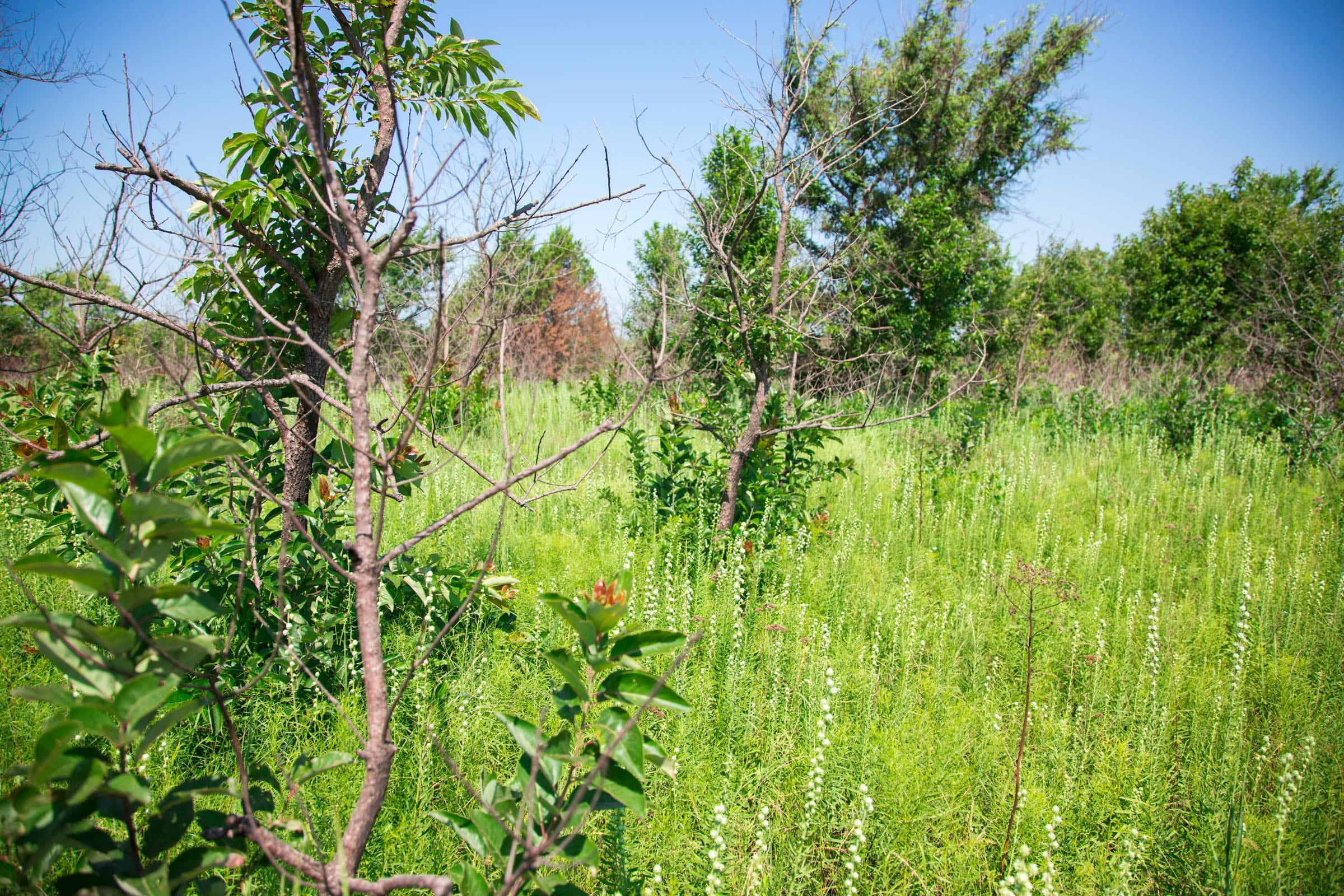 Deep Fork Ranch Tract 17 photo 5