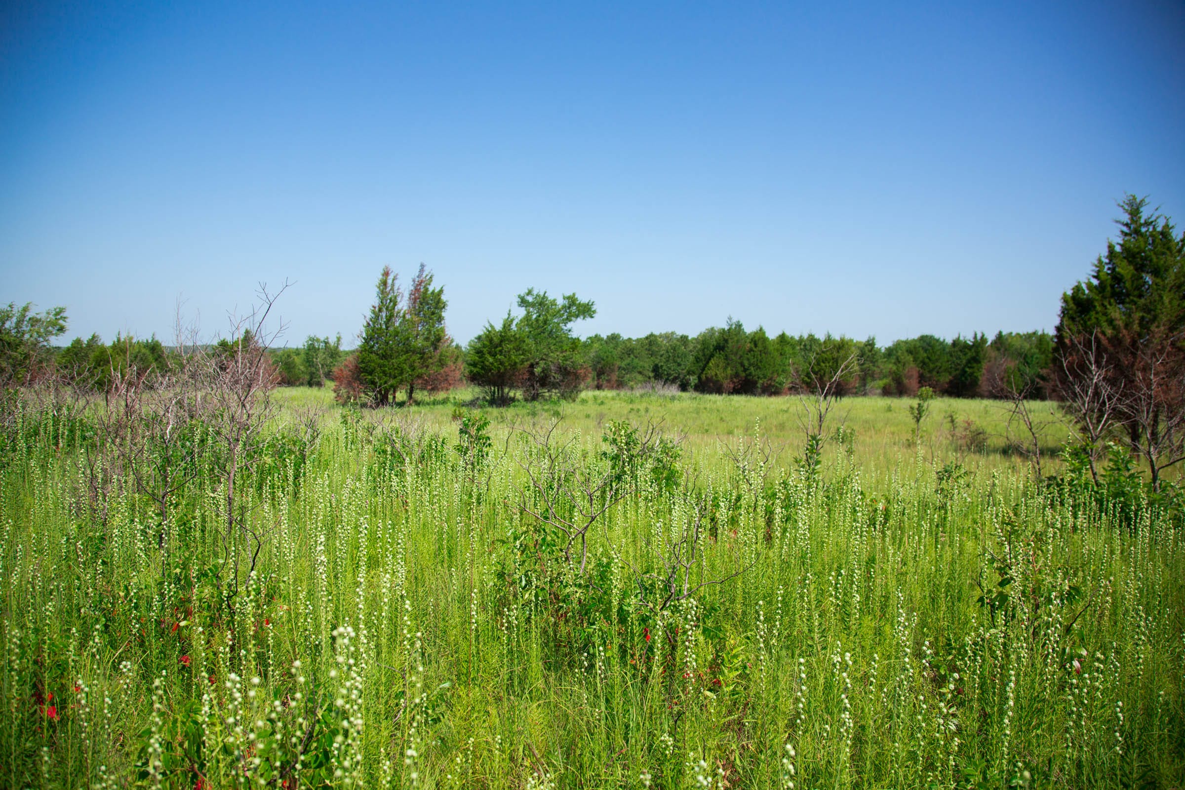 Deep Fork Ranch Tract 17 photo 6