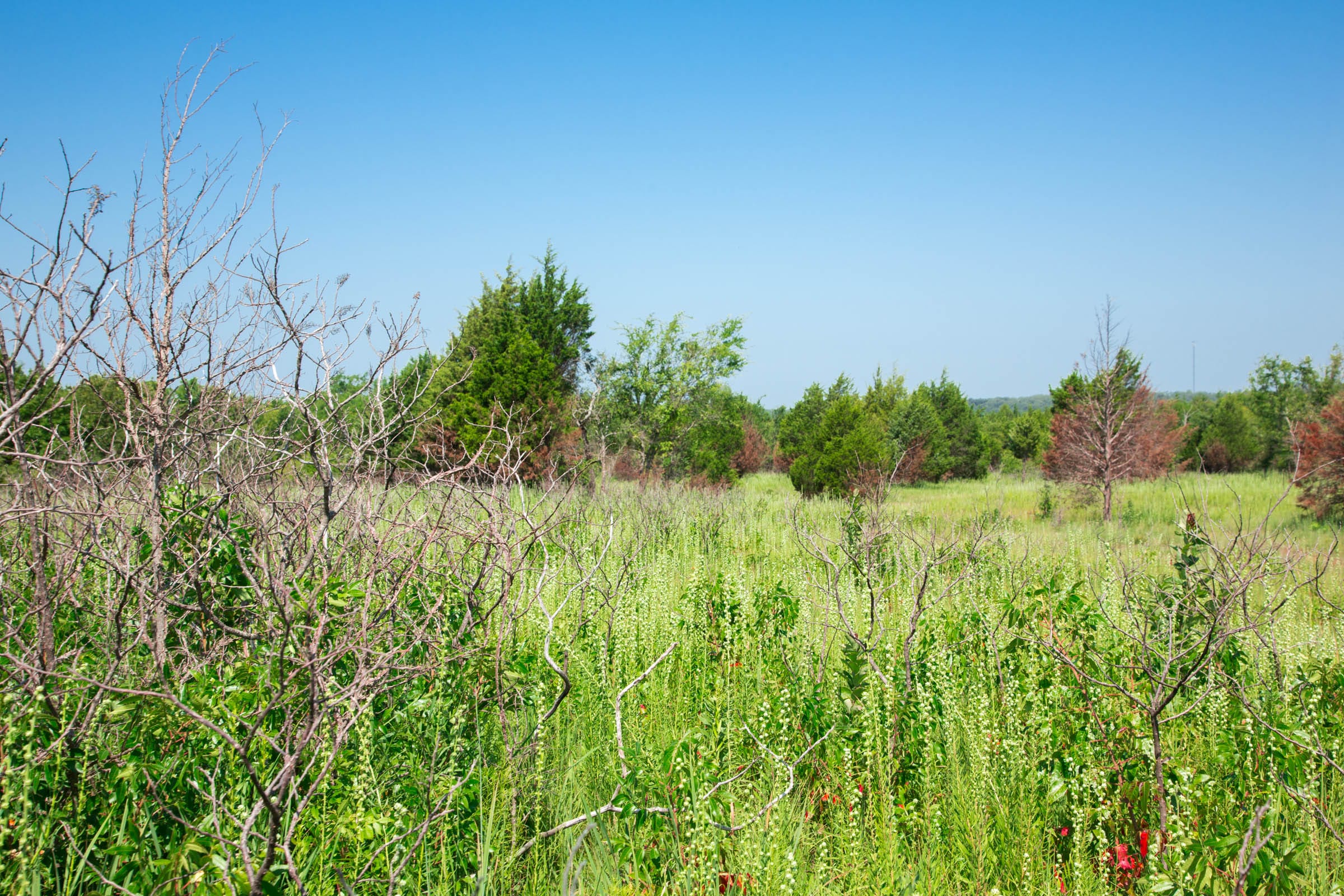 Deep Fork Ranch Tract 17 photo 7