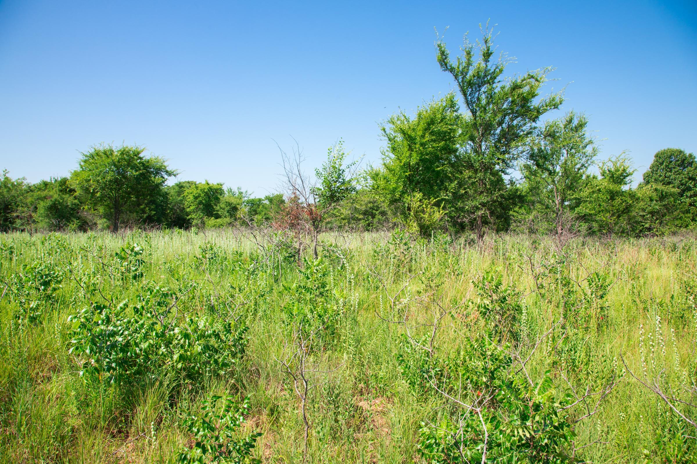 Deep Fork Ranch Tract 17 photo 10