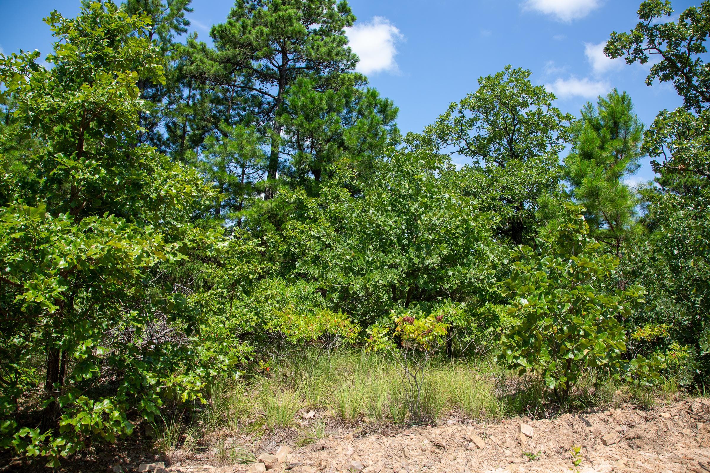 Tyler Stone Ranch Tract 56 photo 3
