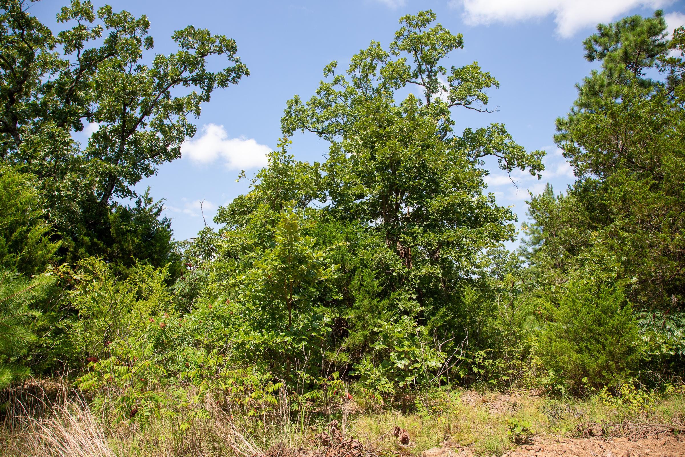 Tyler Stone Ranch Tract 56 photo 11