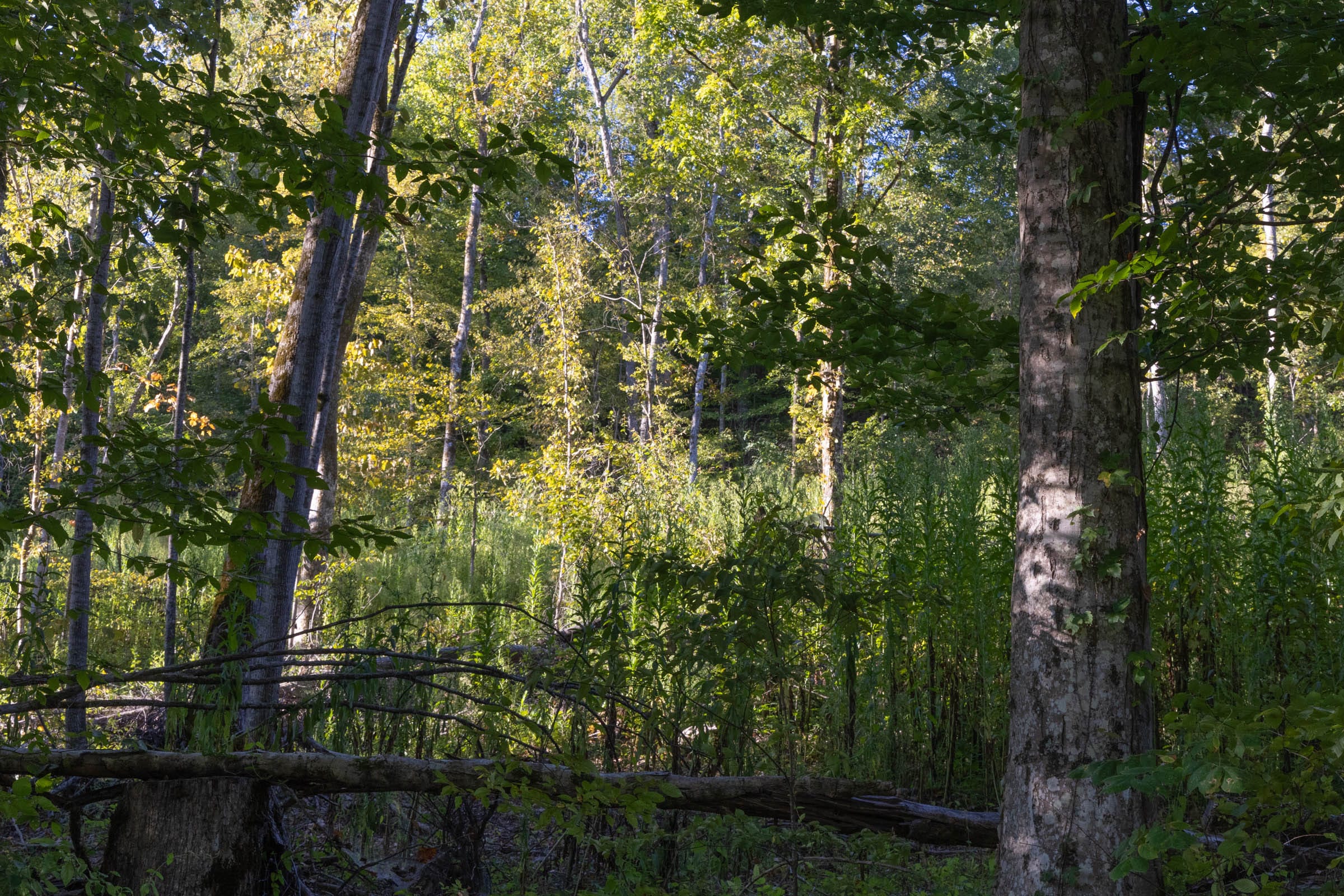 Big White Oak Tract 1 photo 6