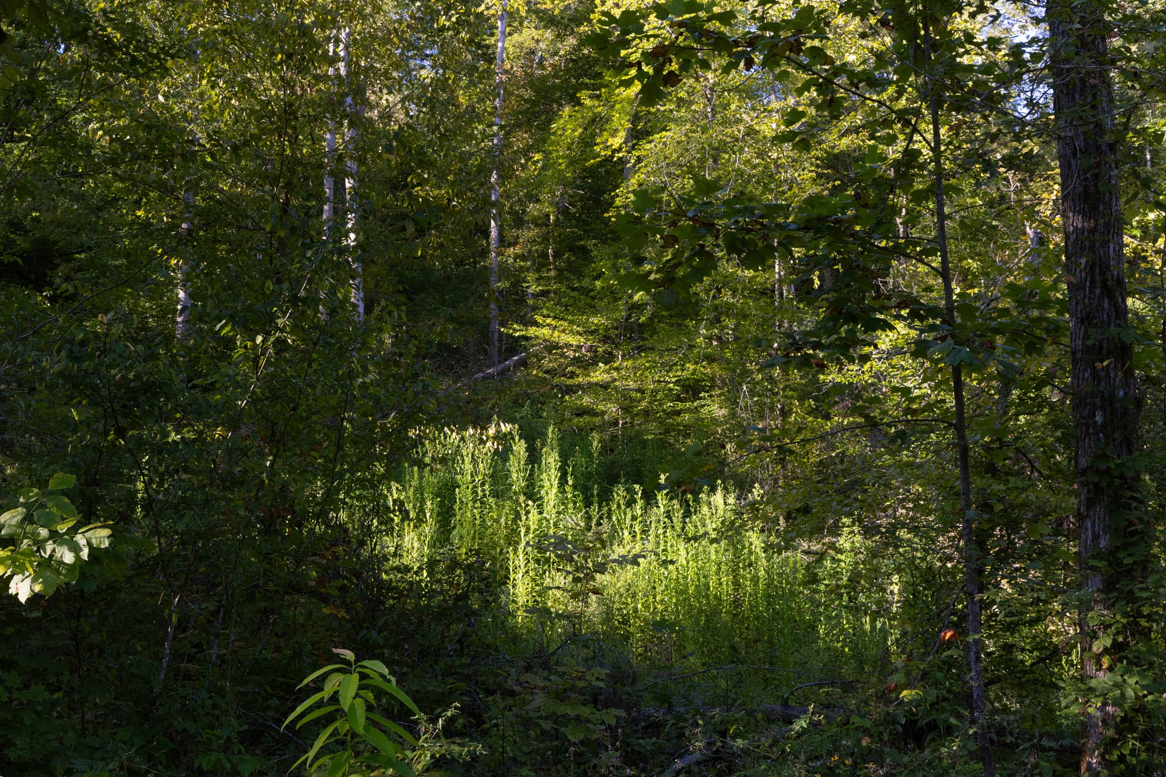 Big White Oak Tract 1 photo 5
