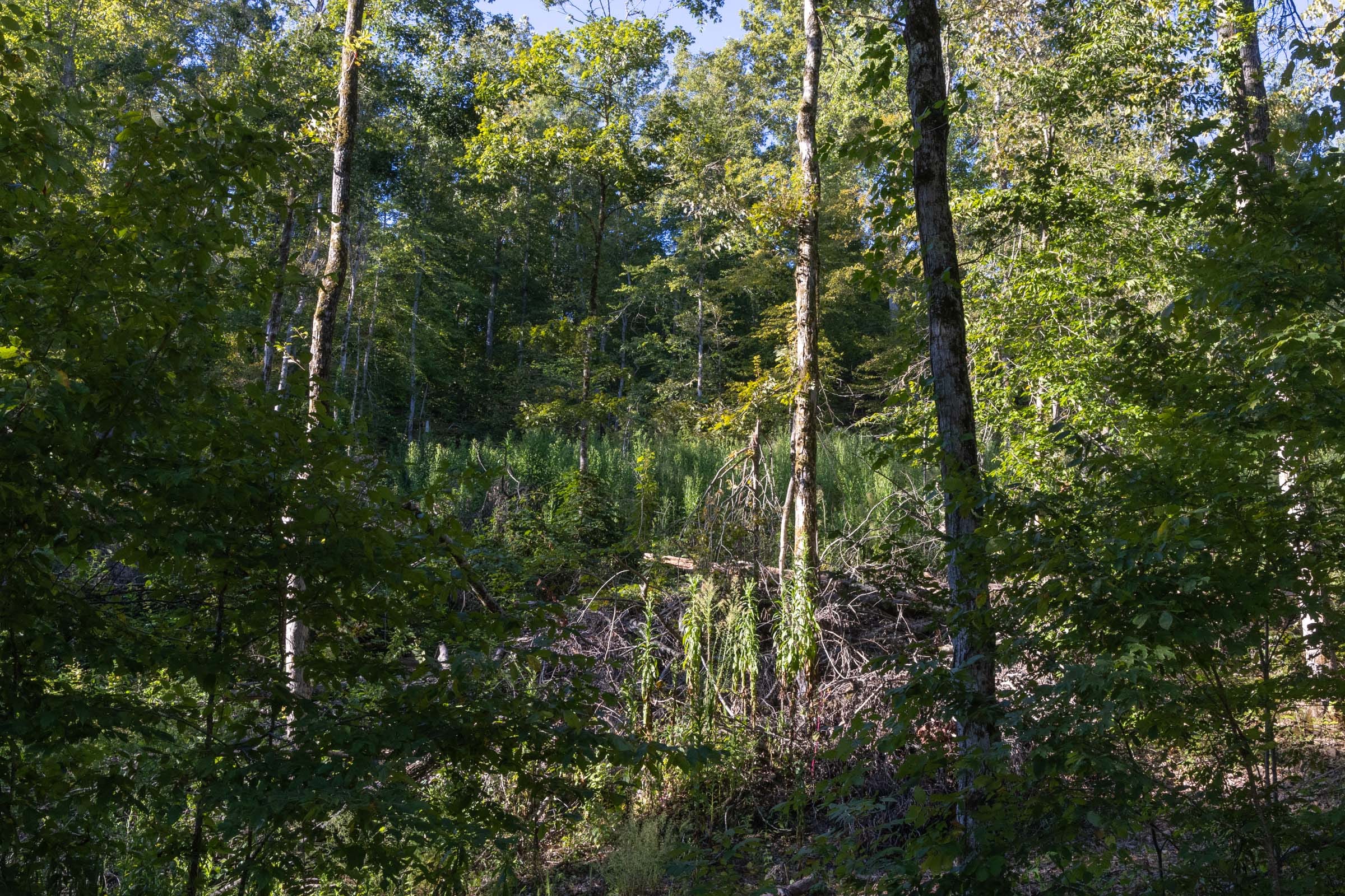 Big White Oak Tract 1 photo 3