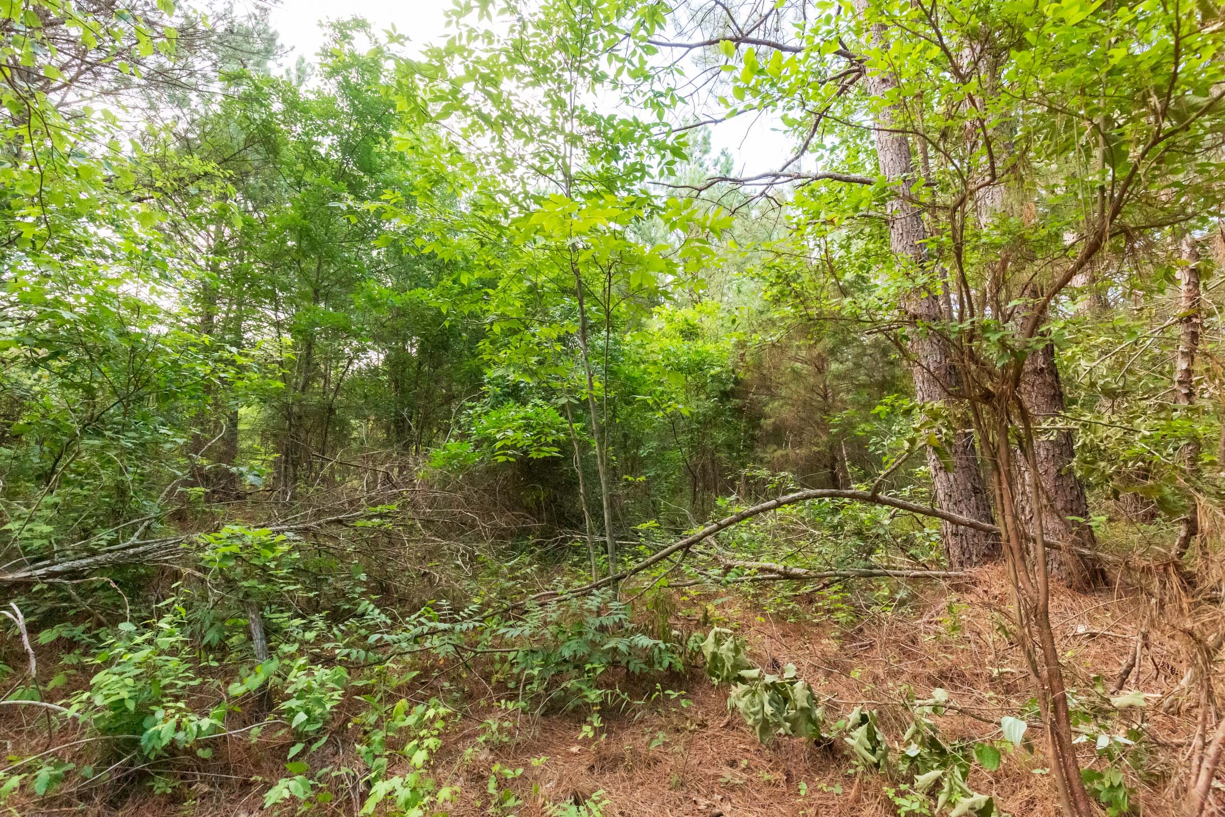 Whiskey Ridge Tract 72 photo 3